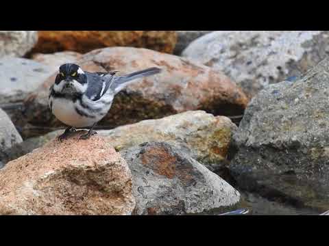 Horárik borievkový (Setophaga nigrescens) — spev a hlas v prírode