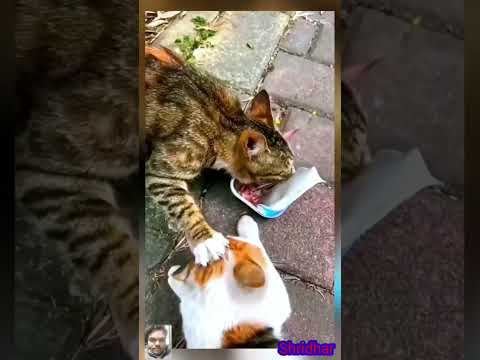 cat funny video 🤣😂 #trending #viralvideo #shorts #comedy #cat #funnyvideos