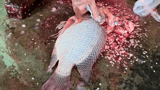 Big Telapia Cutting Skills in Bangladeshi Fish Market