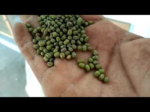 Cotton Seed Delinting Machine