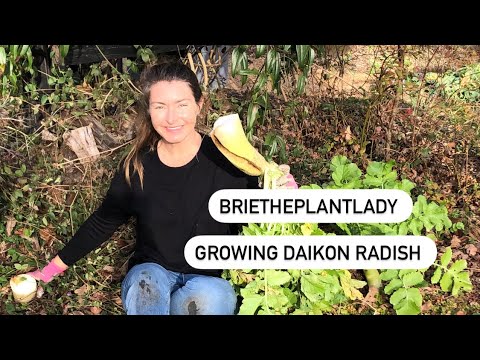 Growing Daikon Radish