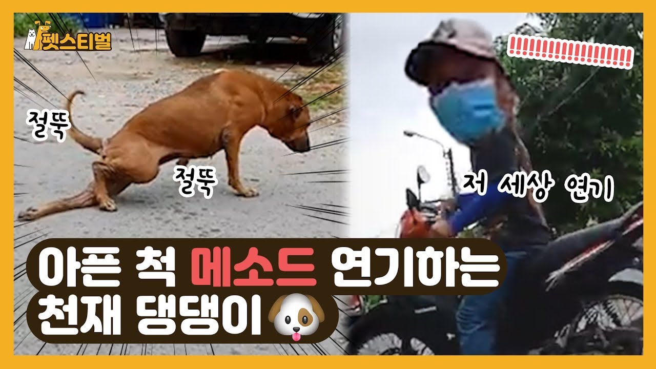 떠돌이 개가 아픈 척 '메소드' 연기 펼치는 사연은?