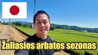 Žaliosios arbatos sezonas prasidėjo Japonijoje