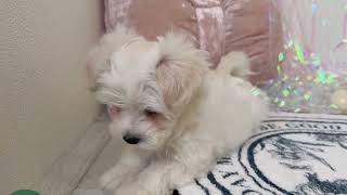 ハーフ犬の動画01