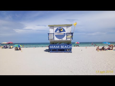 Paura degli squali a Miami tra i turisti.