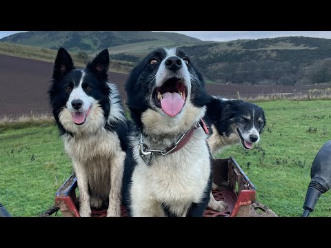border collie 101, about the breed