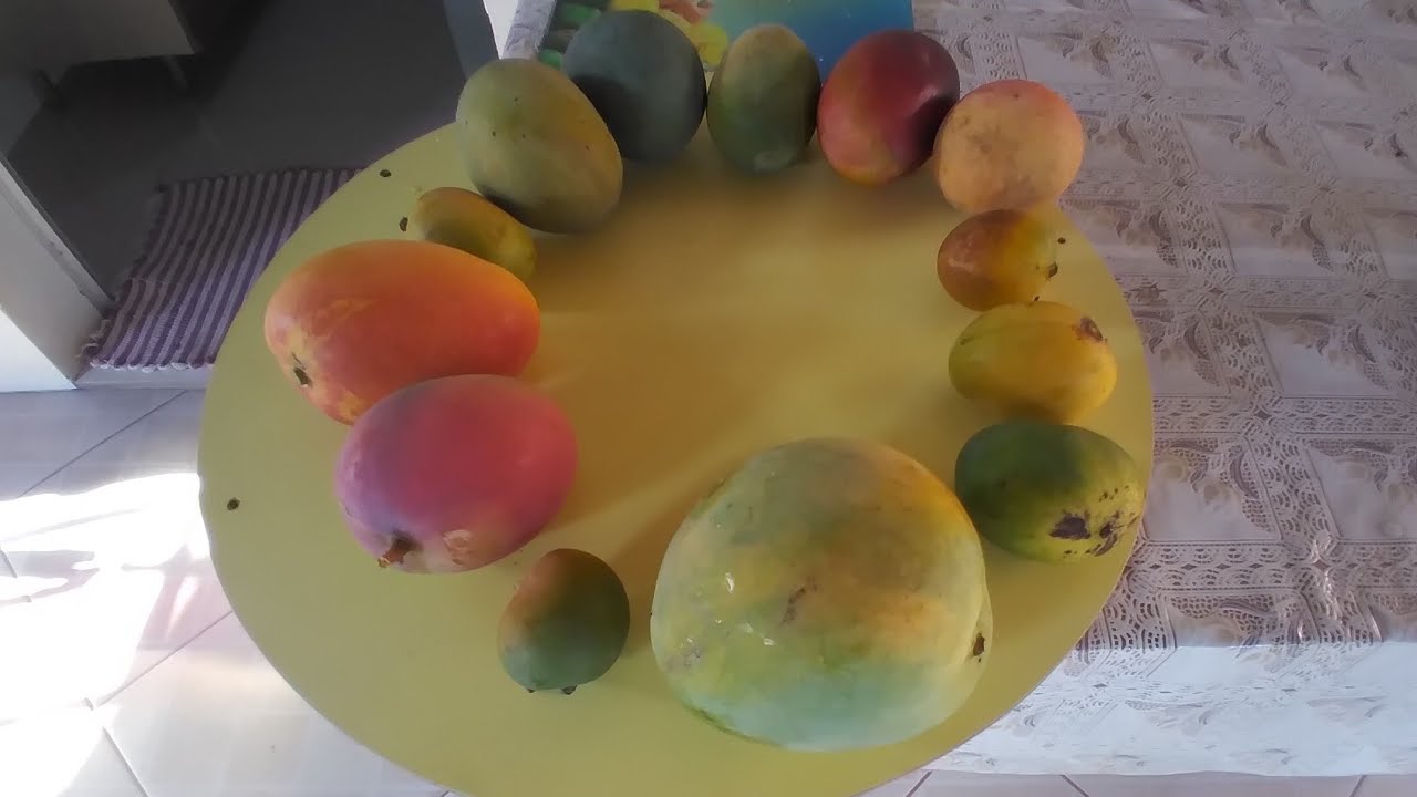 UM PÉ DE MANGA PRODUZINDO 13 VARIEDADES DE MANGA