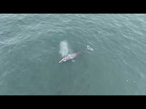 🐋 Whale Spotted from Above in Depoe Bay, Oregon | Aerial Drone Footage