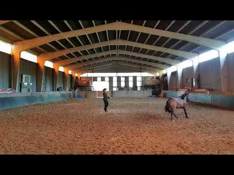 Longe Line Yearling - Merlin DD Gunners