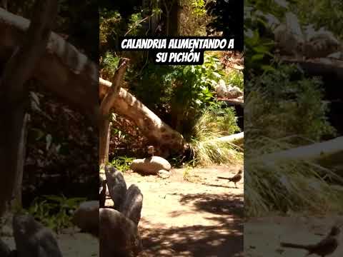Calandria alimentando a su pichón Los Molles,San Luis.🇦🇷