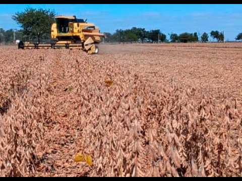 Cosecha de Soja en Nicanor Molinas, norte de la Provincia de Santa Fe, Campaña 2026
