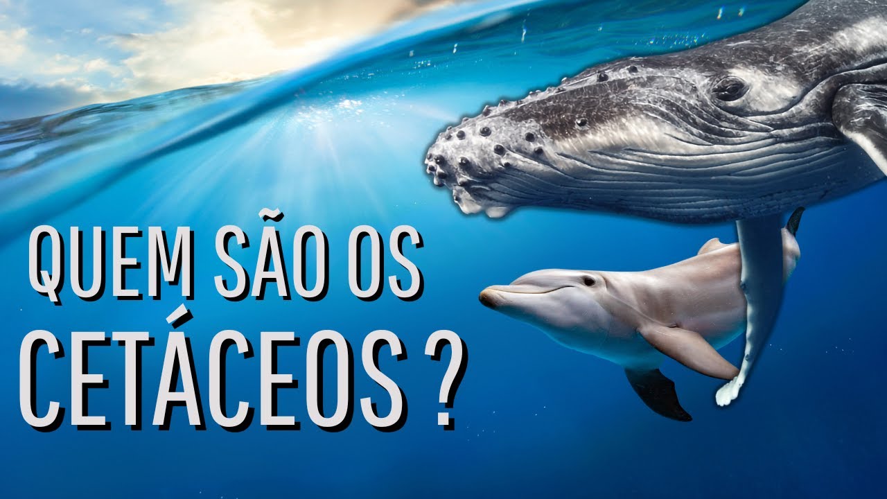 AS CARACTERÍSTICAS SURPREENDENTES SOBRE ESSE GRUPO DE MAMÍFEROS AQUÁTICOS