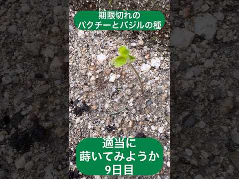スイバの植え方 園芸品種 フランスのお気に入り品種 消費量
