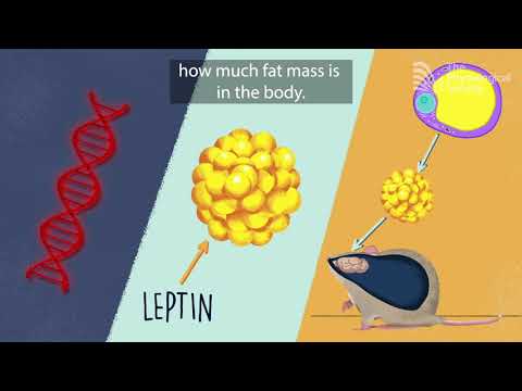 The genetic basis of obesity