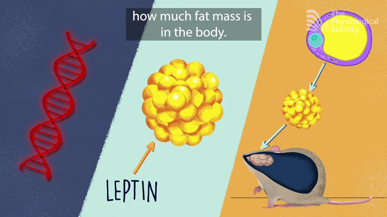 The genetic basis of obesity