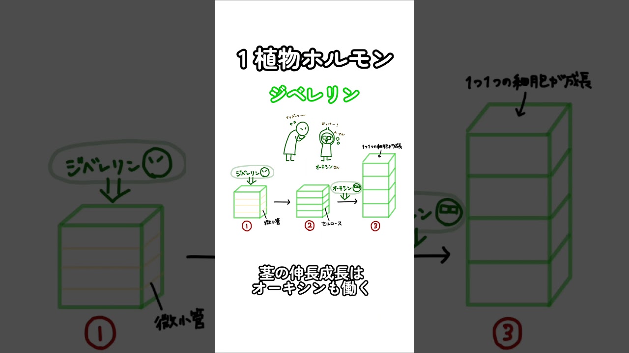 これでラストです！忘れてるところはおうち生物の動画で復習してな！ #共通テスト #高校生物