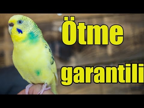 Budgie sounds Budgie singing 🐦