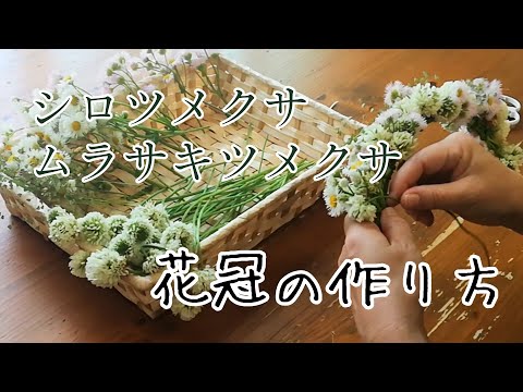 シロツメクサ 植物