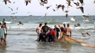 preview picture of video 'Trooli rannalta / Fishing on the beach / Oman 2011'