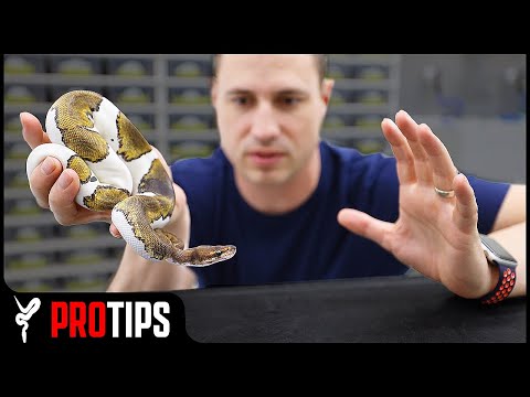 How to Handle an "Aggressive" Ball Python