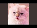 Chou Yabai Neko de Gomen ne