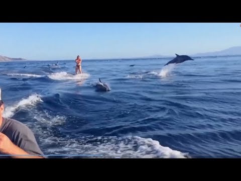 Водные лыжи с дельфинами ! Exclusive 2018 !