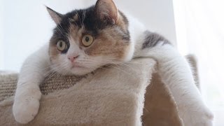 Funny Cats Compilation - Funny Cat Videos Ever- Funny Videos - Funny Animals - Funny Animal Videos 3