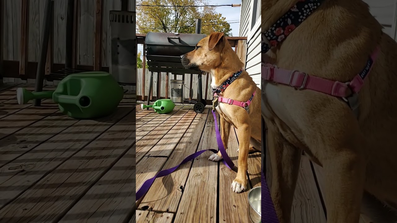 Enlarge Sheila, a Adoptable mixed breed in House Springs, MO video 5/6