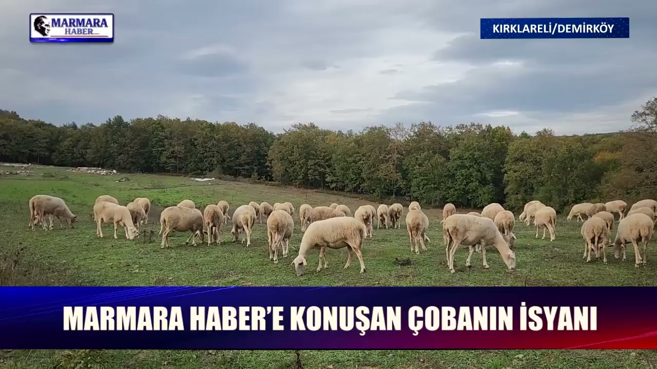 Demirköylü çobanın toprak isyanı! Sahibi mezardan çıksa kalp krizi geçirir