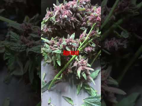 #harvest #cannabiscommunity #cannabiseducation #fy #420