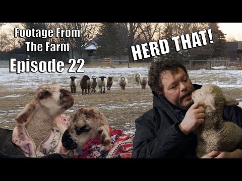 Footage From The Farm: Episode 22  - It’s Lambing Season on Pol Farm! 🐑❤️#drpol #LambingSeason