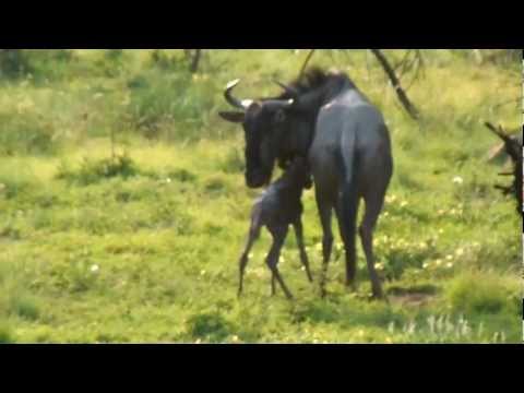 Newborn Wildebeest - Pilanesberg National Park, South Africa