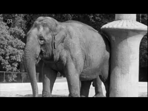 Hitzewelle im Sommer 1964 | BR24