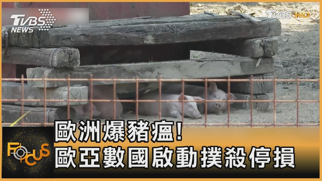 捲土重來現蹤歐亞  多國苦盼非洲豬瘟疫苗