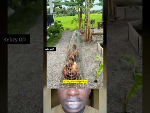 The Best Chicken Cage With Rebar #shorts #viral #youtubeshorts #chicken #farming #animals