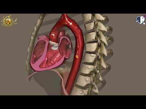 Cardiovascular System 11: Aorta