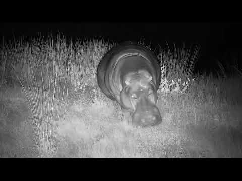 Djuma: Hippo leaves dam going out to graze - 02:02 - 02/22/2022