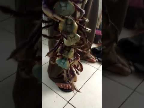 A dança do caranguejo.