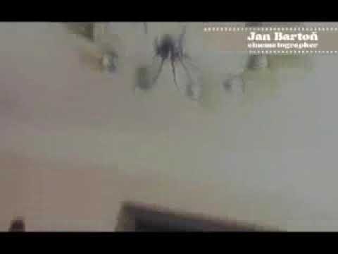 Aleš Brichta - Když po tobě jdou