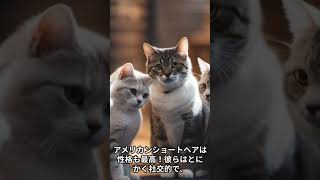 アメリカンショートヘアの特徴 #shotrs  #アメリカンショートヘア