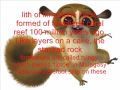 MADAGASCAR Wmv