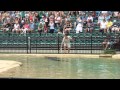 Crocodile