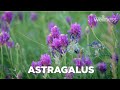 How to improve vitality and immunity with astragalus