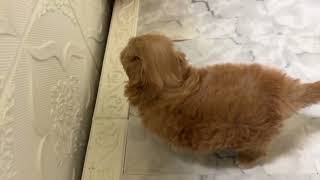 ハーフ犬の動画01