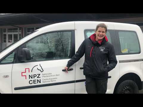 Hengste in Bern 2021 - Episode 4