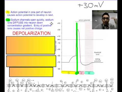 Nervous System (Part 3)