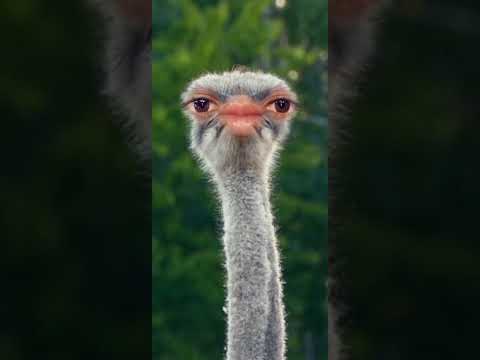 ESSAYEZ DE NE PAS RIRE #3