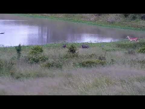 Djuma: Warthogs and Impalas - 14:46 - 02/04/2022