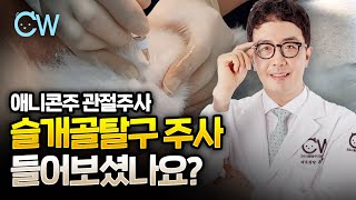 슬개골탈구주사! 이제 수술을 안해도 되는걸까? 애니콘주 관절주사