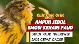 Download lagu SUARA PANCINGAN KENARI PAUD BELAJAR BUNYI AMPUH BIKIN KENARI PAUD NGERIWIK JADI NYAUT CEPAT GACOR mp3
